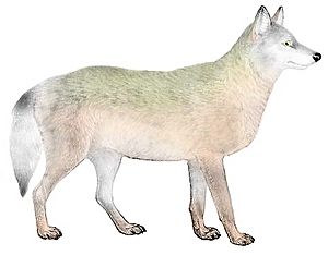 Great Plains wolf Facts for Kids