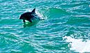 Dolphin in water, Boca Raton