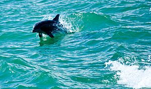 Dolphin in water, Boca Raton