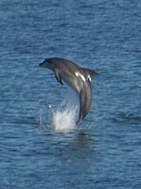 Dolphins in Sruth Fhada Chonn estuary, Broadhaven Bay, Ilcommon, Erris, County Mayo, Ireland August 2010