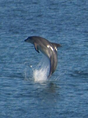 Dolphins in Sruth Fhada Chonn estuary, Broadhaven Bay, Ilcommon, Erris, County Mayo, Ireland August 2010