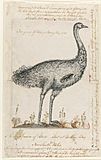 Emu, or `New genus of Bird at Botany bay 1788 A604005h