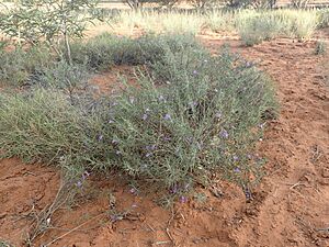 Eremophila gilesii gilesii (habit)