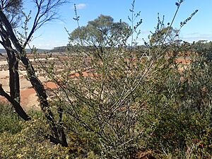 Eremophila purpurascens (habit)