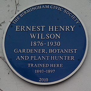 Ernest H Wilson (blue plaque)