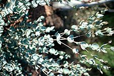Eucalyptus albida juvenile leaves