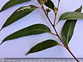 Eucalyptus baxteri - adult leaves