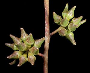 Eucalyptus decipiens subsp. decipiens - Flickr - Kevin Thiele (1)
