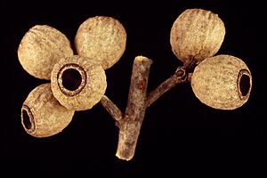 Eucalyptus exilis fruit
