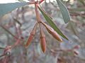 Eucalyptus goniocarpa buds