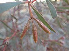 Eucalyptus goniocarpa buds