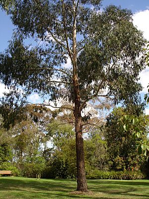 Eucalyptus ovata.jpg