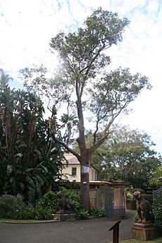 Eucalyptus robustarbgsyd2