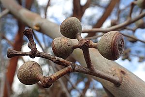 Eucalyptus youmanii fruit