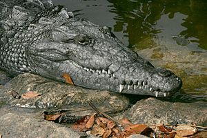Everglades American Crocodile