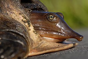 Florida Softshell Turtle (Apalone ferox) at Lake Woodruff - Flickr - Andrea Westmoreland