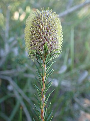 Foliage and buds