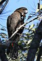 Glossy black cockatoo male kobble08