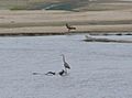 Great Blue Heron and immature Bald Eagle on the Platte River