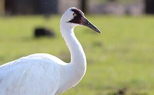 Grus americana (Whooping Crane) 03