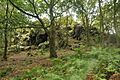 High Cademan, Cademan Wood, Charnwood Forest - geograph.org.uk - 1467729