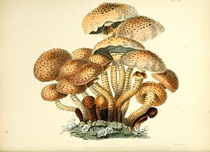 Illustrations of British mycology (Plate VIII) (8619408566)