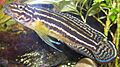 Julidochromis regani adult
