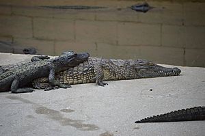 Juvenile American Alligator lying on a juvenile American Crocodile 2