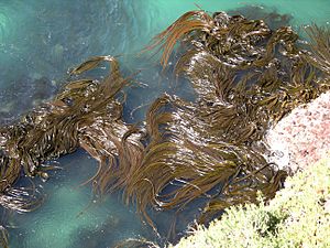 Kelp forest Otago 1s