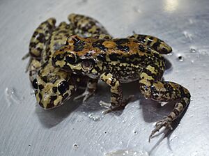 Leptodactylus troglodytes.jpg