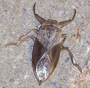 Lethocerus americanus23