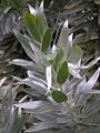 Leucadendron argenteum close