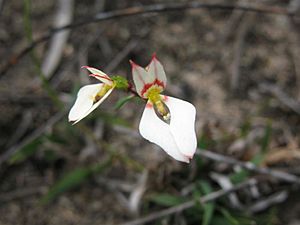 Levenhookia pauciflora flower1.jpg