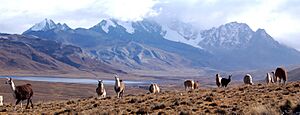 Llamas, Laguna Milluni y Nevado Huayna Potosí (La Paz - Bolivia)