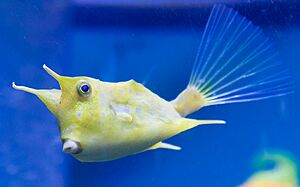 Longhorn cowfish.1