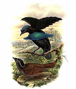Lophorina minor by Bowdler Sharpe.jpg