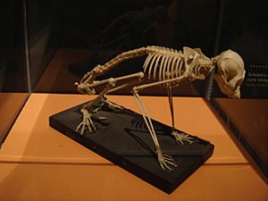 Loris tardigradus skeleton