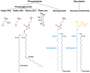 Membrane Lipids