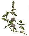 Mentha pulegium