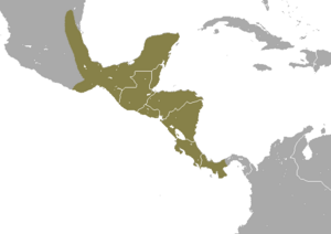Mexican Mouse Opossum area.png