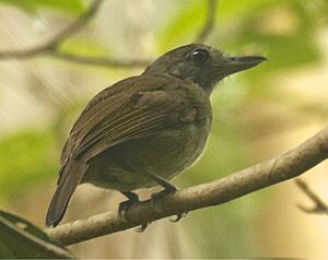 Mouse-colored Antshrike.jpg