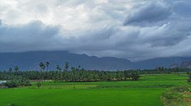 Nagercoil paddy fields
