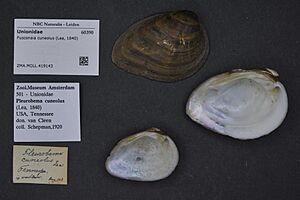 Naturalis Biodiversity Center - ZMA.MOLL.419143 - Fusconaia cuneolus (Lea, 1840) - Unionidae - Mollusc shell.jpeg