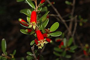 Nematolepis phebalioides.jpg