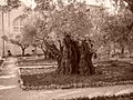 Olive tree on the Mount of Olives, reported to be 2000 years old.