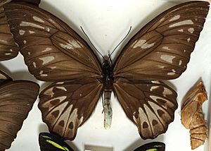 Ornithoptera.urvilleanus.female.and.pupa