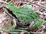 Pacific treefrog-Siskiyou