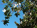 Paddington flowering tree