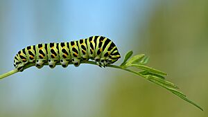 Papilio machaon - Daucus carota - Keila