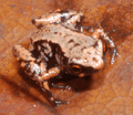 Paratype of Paedophryne swiftorum